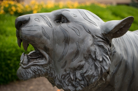 Buffalo State Bengal Tiger Statue
